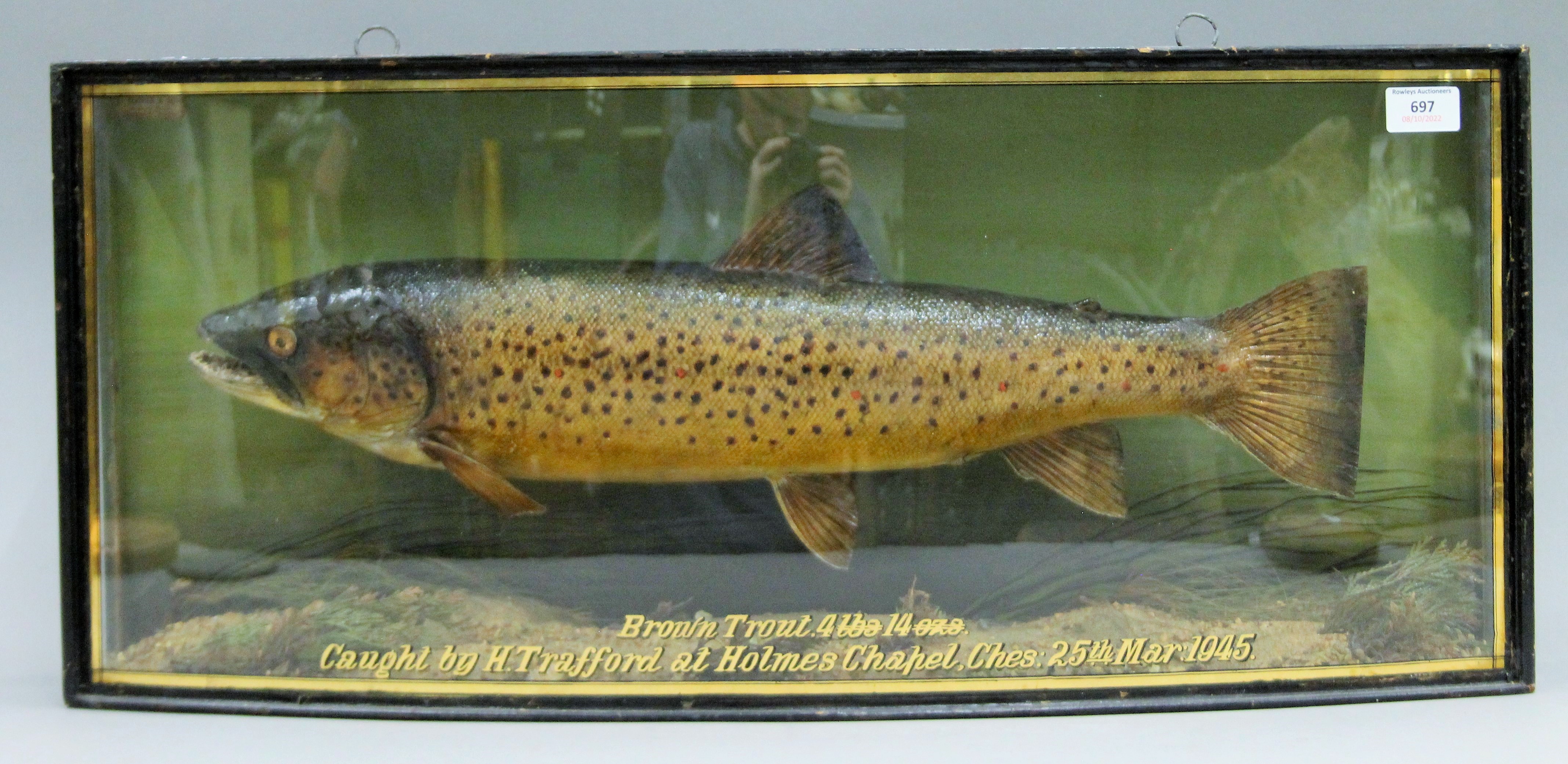 A taxidermy specimen of a preserved Brown Trout (Salmo trutta) by J Cooper & Sons (Griggs) mounted