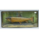 A taxidermy specimen of a preserved Brown Trout (Salmo trutta) by J Cooper & Sons (Griggs) mounted