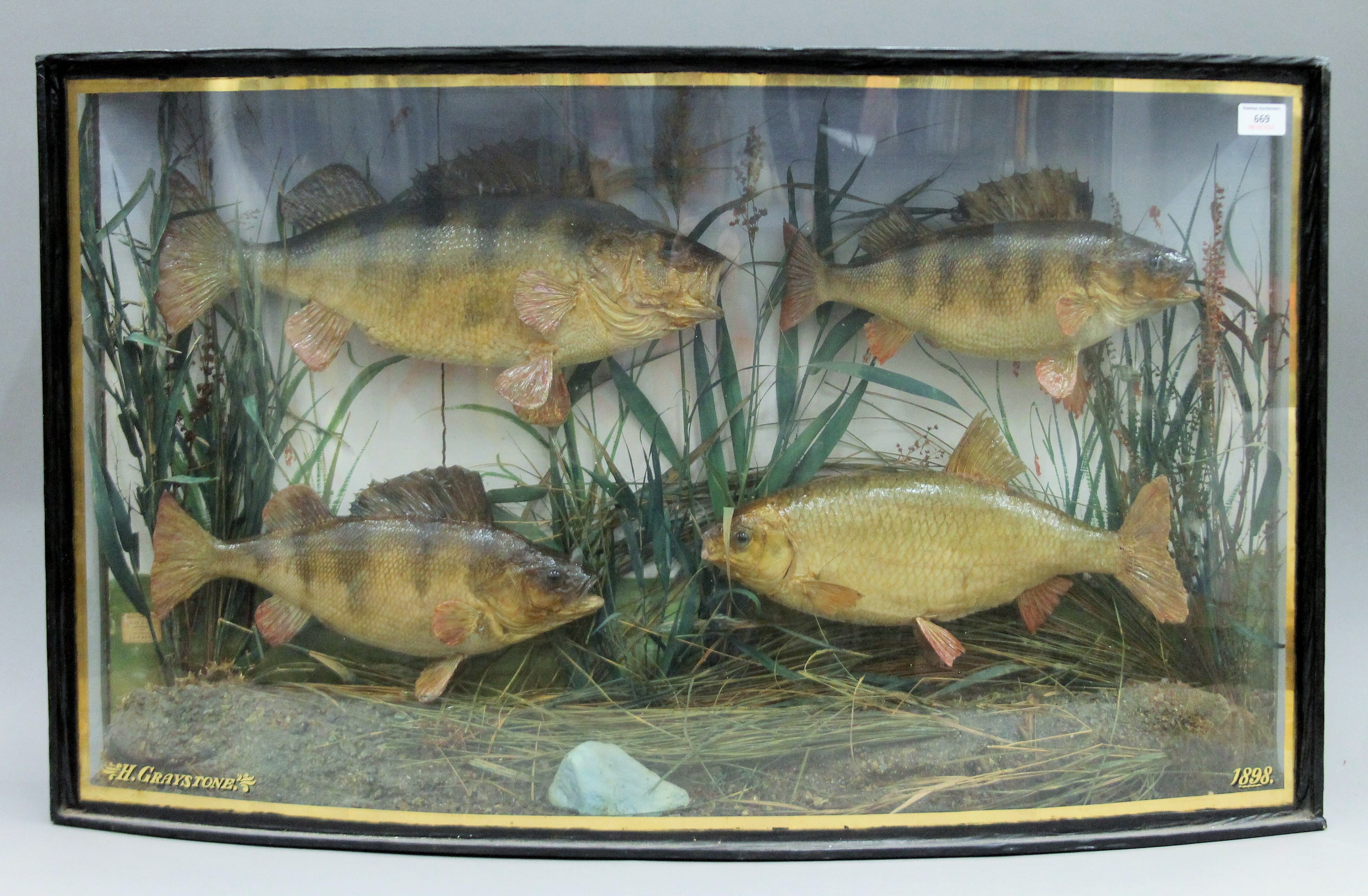 A Victorian case containing taxidermy specimens of two preserved Perch (Perca fluviatilis) and two