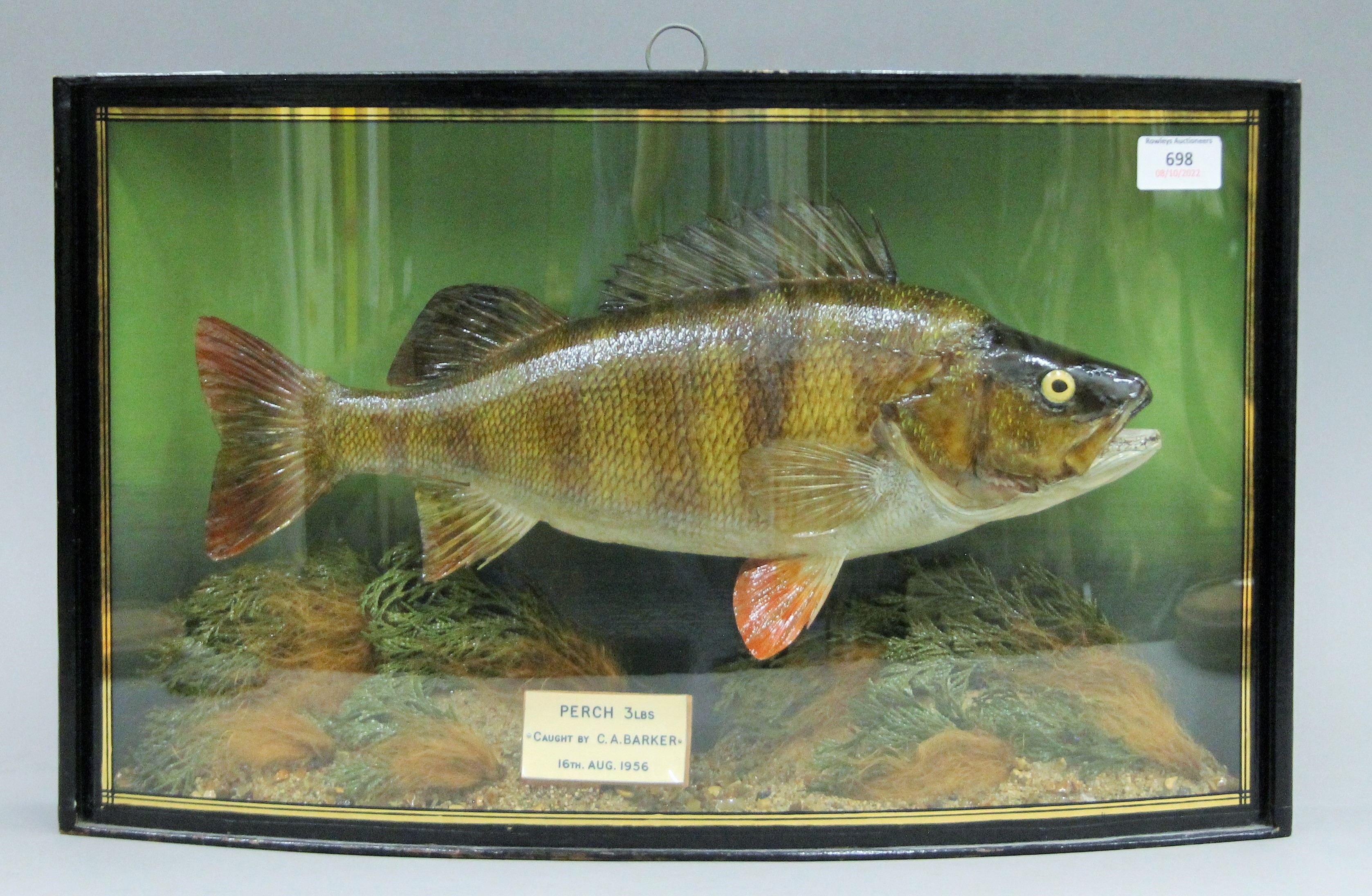 A taxidermy specimen of a preserved Perch (Perca fluviatilis) by J Cooper & Sons (Griggs) mounted