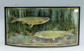 A case containing two taxidermy specimens of preserved Dace (Leuciscus leuciscus) mounted in a