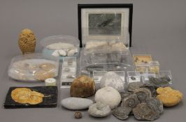 A collection of various fossils, shells, etc.