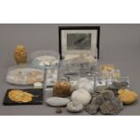 A collection of various fossils, shells, etc.