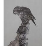 ADRIAN BAUMGARTNER, Owl, limited edition print, numbered 7/300, framed and glazed. 41 x 54.