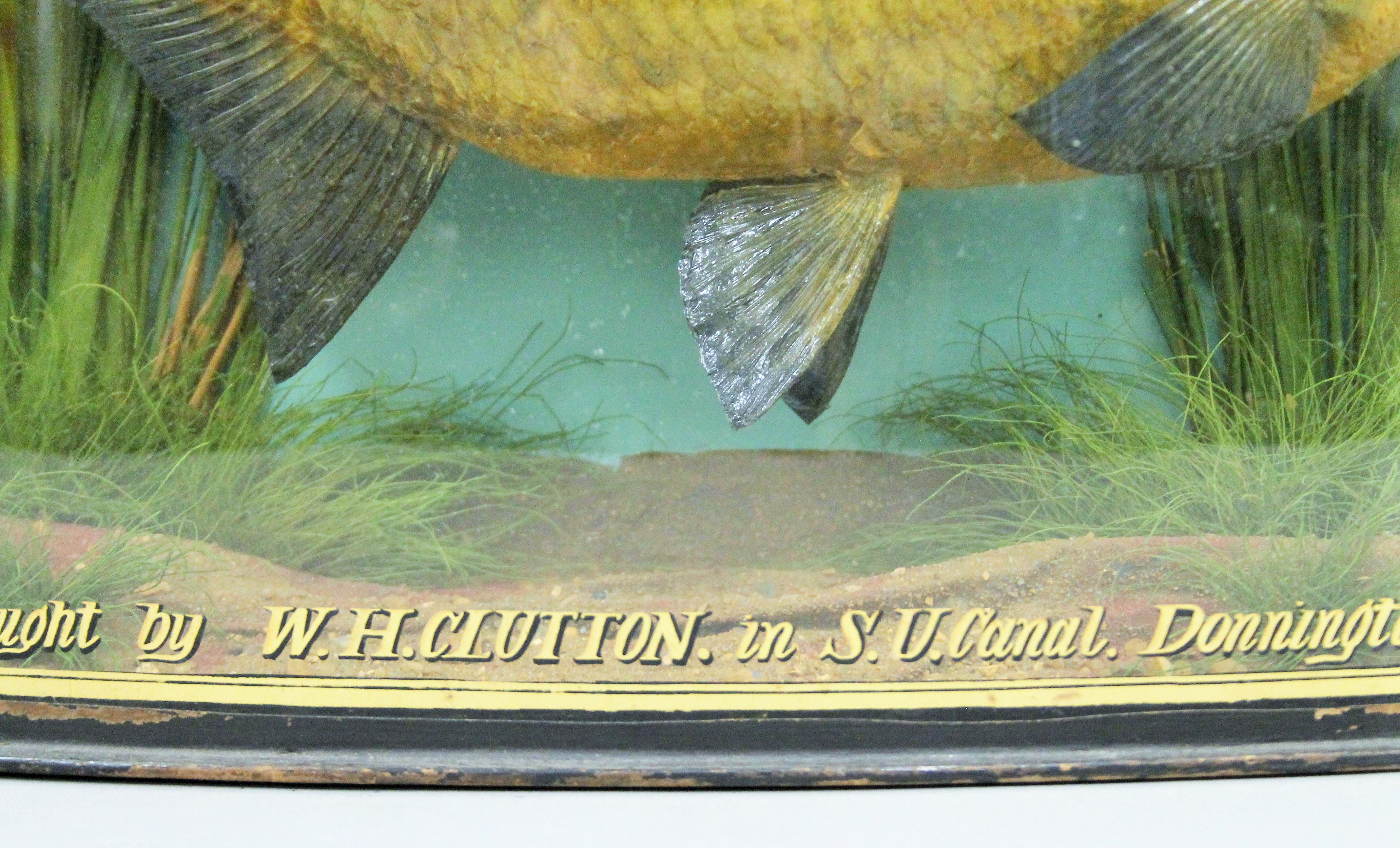 A taxidermy specimen of a preserved Bream (Abramis brama) by J Cooper & Sons mounted in a - Image 3 of 5