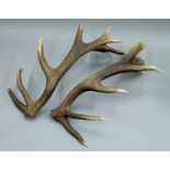 A pair of deer antlers, possibly park Red Deer (Cervus elaphus), each measuring approximately.