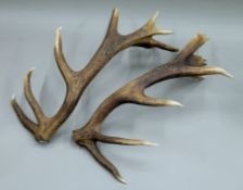 A pair of deer antlers, possibly park Red Deer (Cervus elaphus), each measuring approximately.