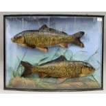 A case containing two taxidermy specimens of preserved wild Carp (Cyprinus carpio) attributed to