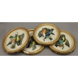 A set of four watercolours of hanging birds, each mounted in an oval glazed frame.