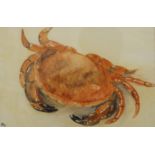 BRIDGET HEDGE, Cromer Crab, watercolour, framed and glazed. 28.5 x 19 cm.