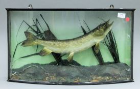 A Victorian taxidermy specimen of a Jack-Pike (Esox lucius) mounted in a naturalist setting in a