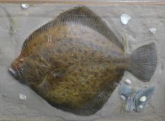 A taxidermy specimen of a preserved Turbot (Scophthalmus maximus) mounted in a naturalistic setting