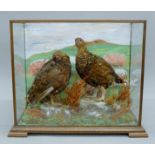 A taxidermy specimen of two preserved Red grouse (Lagopus lagopus scotica) mounted in a
