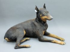 A taxidermy specimen of a preserved Doberman Pinscher. 60 cm high 92 cm wide 50 cm deep.