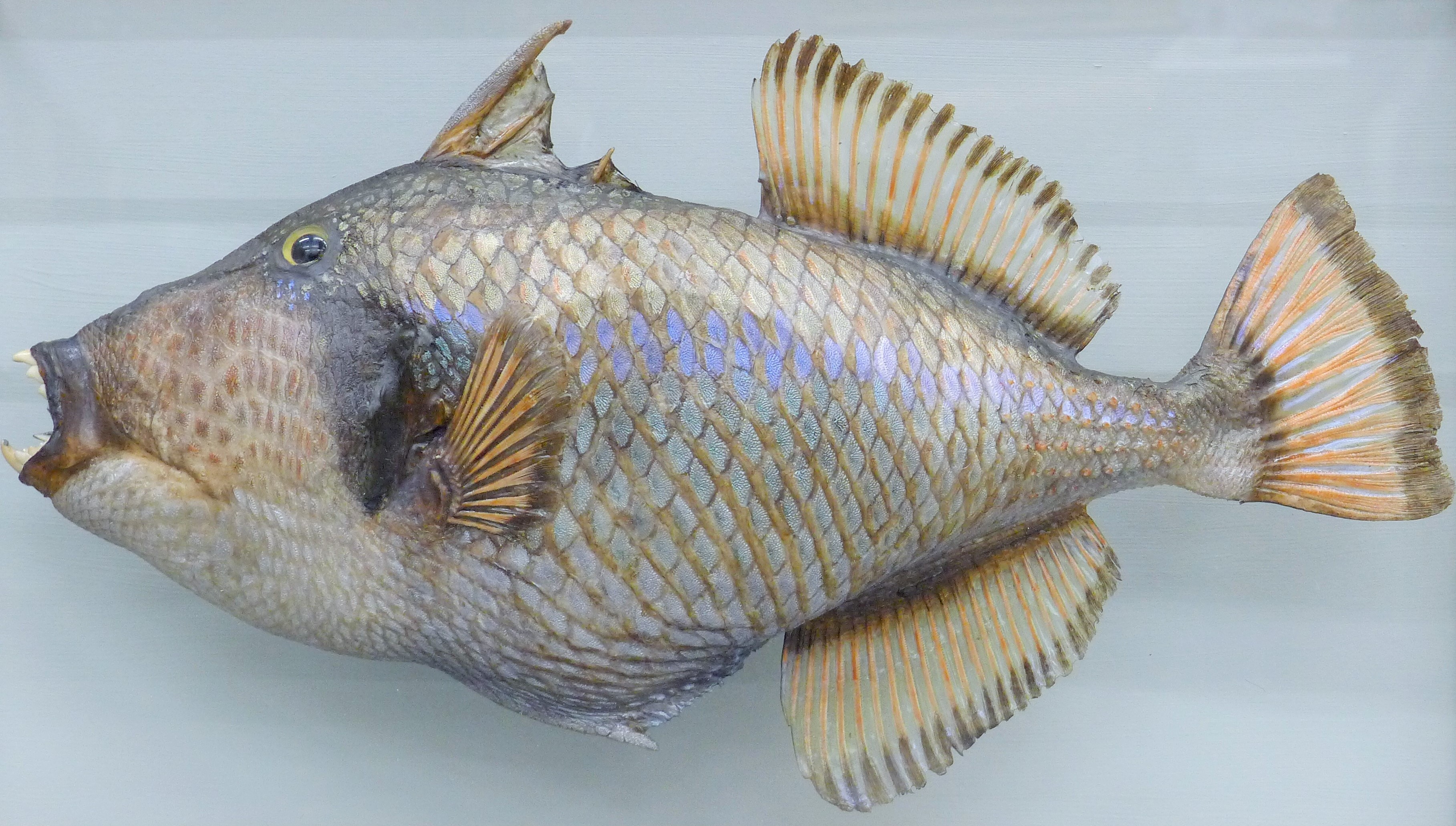 A taxidermy specimen of a preserved Triggerfish (Balistidae) mounted in picture frame glazed case. - Image 2 of 3