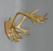 A pair of deer antlers mounted on a shield. 45 cm wide.