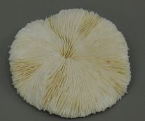 A coral specimen. 16.5 cm wide.