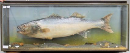 A taxidermy specimen of a preserved Sea Bass (Decentrarchus labrax) mounted in a naturalistic