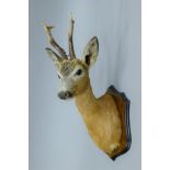 A taxidermy specimen of a preserved Roe deer (Capreolus capreolus) head mounted on a wooden shield.