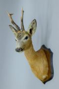 A taxidermy specimen of a preserved Roe deer (Capreolus capreolus) head mounted on a wooden shield.