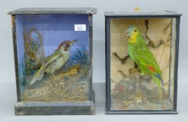 A taxidermy specimen of a preserved Green parrot in a naturalistic setting in a wooden and glazed