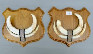 Two taxidermy specimens of preserved Warthog (Phacochoerus) tusks mounted on wooden shields.