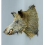 A taxidermy specimen of a preserved Wild boar (Sus scofa)head.