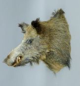 A taxidermy specimen of a preserved Wild boar (Sus scofa)head.