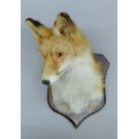 A taxidermy specimen of a preserved Fox (Vulpes vulpes) head mounted on an oak shield.