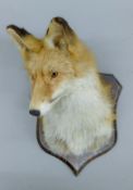 A taxidermy specimen of a preserved Fox (Vulpes vulpes) head mounted on an oak shield.