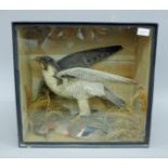 A Victorian taxidermy specimen of a preserved Peregrine falcon (Falco perrgrinus) and a Teal (Anas