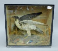 A Victorian taxidermy specimen of a preserved Peregrine falcon (Falco perrgrinus) and a Teal (Anas