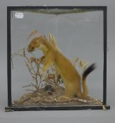 A cased taxidermy specimen of a stoat. 30 cm wide x 32 cm high.