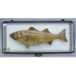 A taxidermy specimen of a preserved Sea bass (Dicentrarchus labrax) by Henry Ward in a glazed case