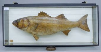 A taxidermy specimen of a preserved Sea bass (Dicentrarchus labrax) by Henry Ward in a glazed case