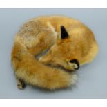 A taxidermy specimen of a preserved full mounted Red fox (Vulpes vulpes).