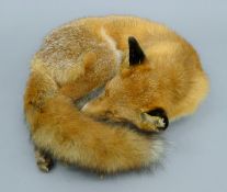 A taxidermy specimen of a preserved full mounted Red fox (Vulpes vulpes).