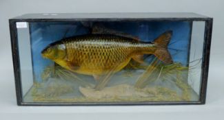 A taxidermy specimen of a preserved Carp (Cyprinus carpio) in a naturalistic setting in a Mallochs