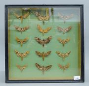 A Victorian case of hawk moths.