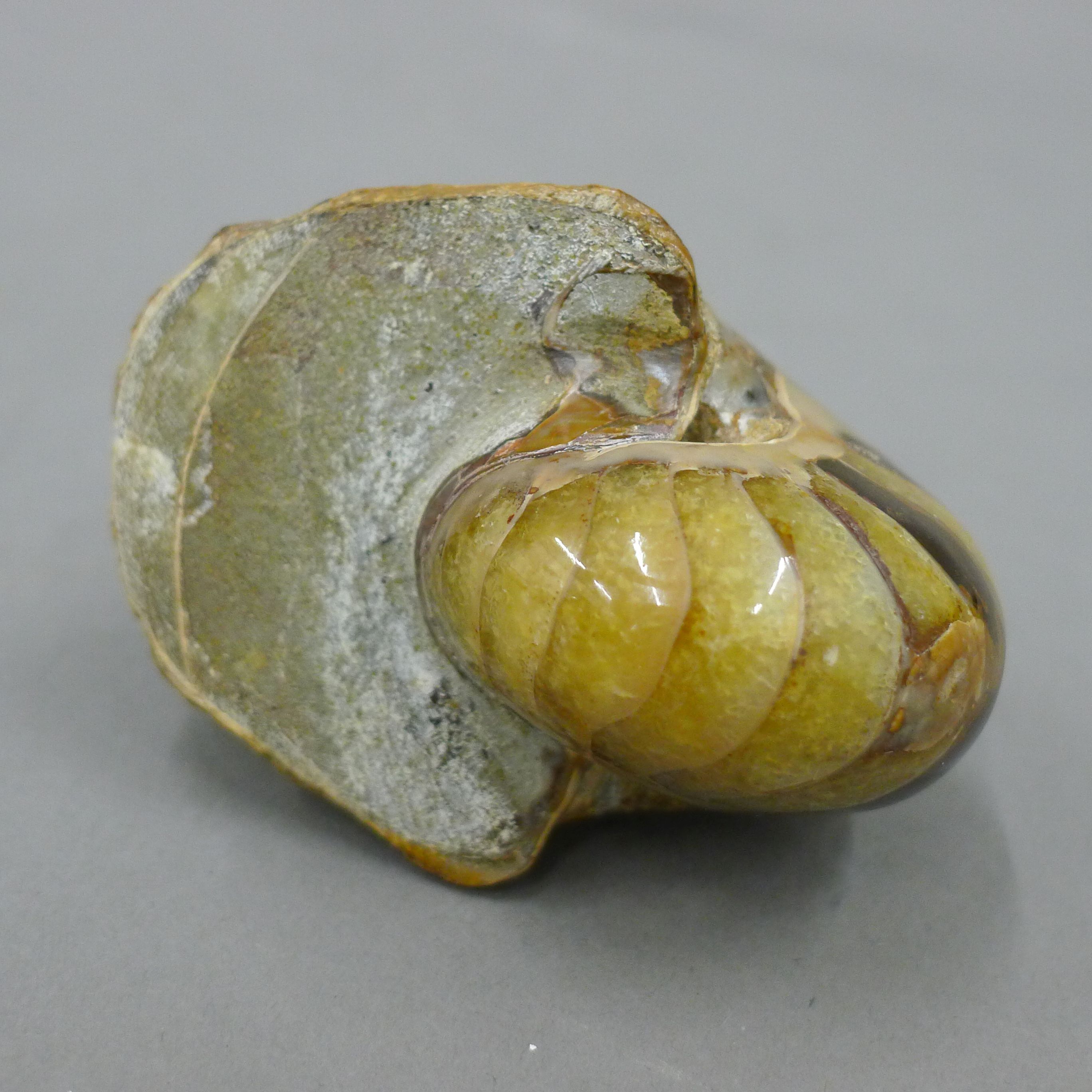 A quantity of various fossils, including a fish, a cut and polished ammonite, - Image 4 of 12