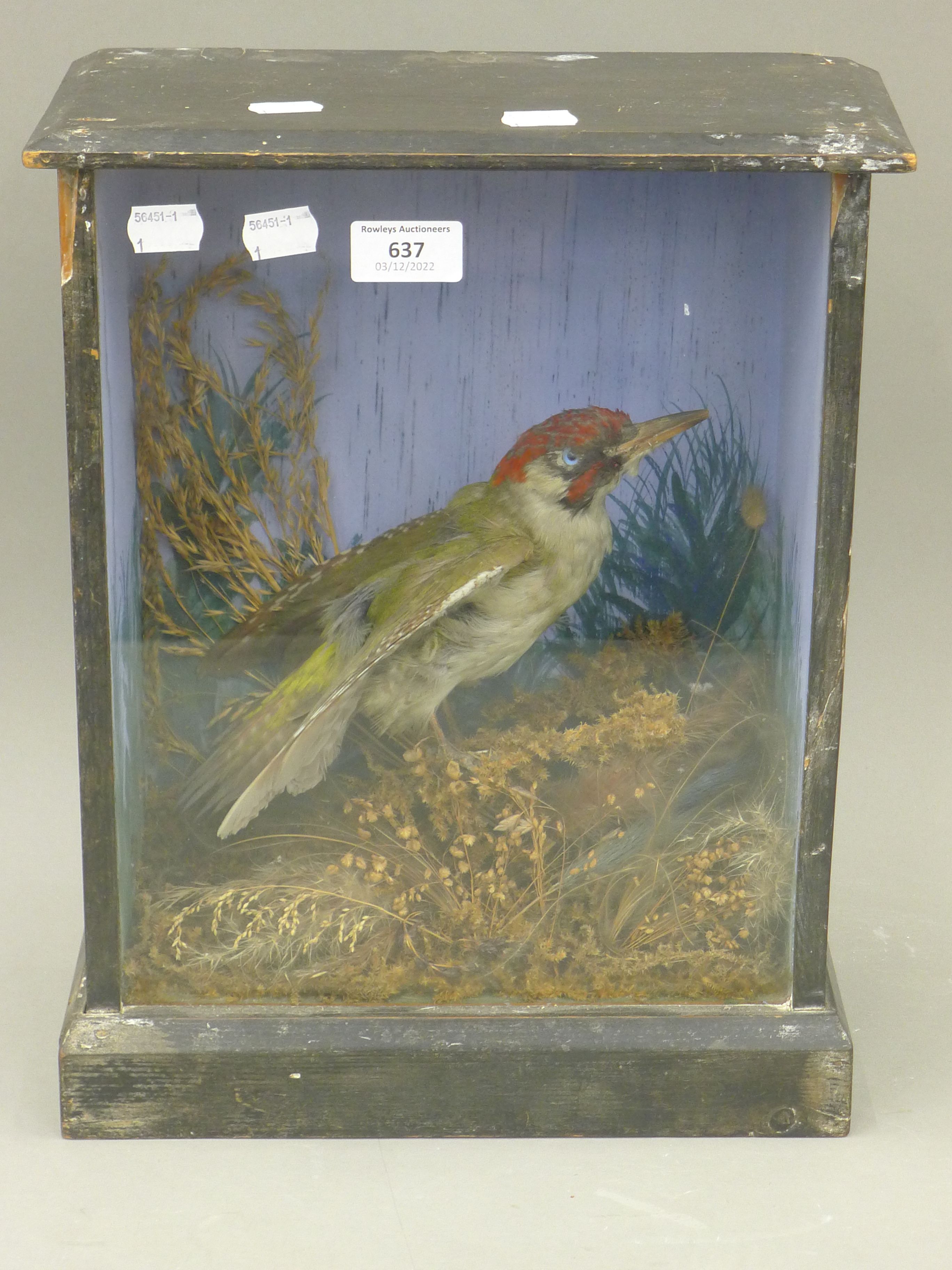 A taxidermy specimen of a preserved Green woodpecker (Picus viridis) in a wooden and glazed case.