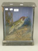 A taxidermy specimen of a preserved Green woodpecker (Picus viridis) in a wooden and glazed case.