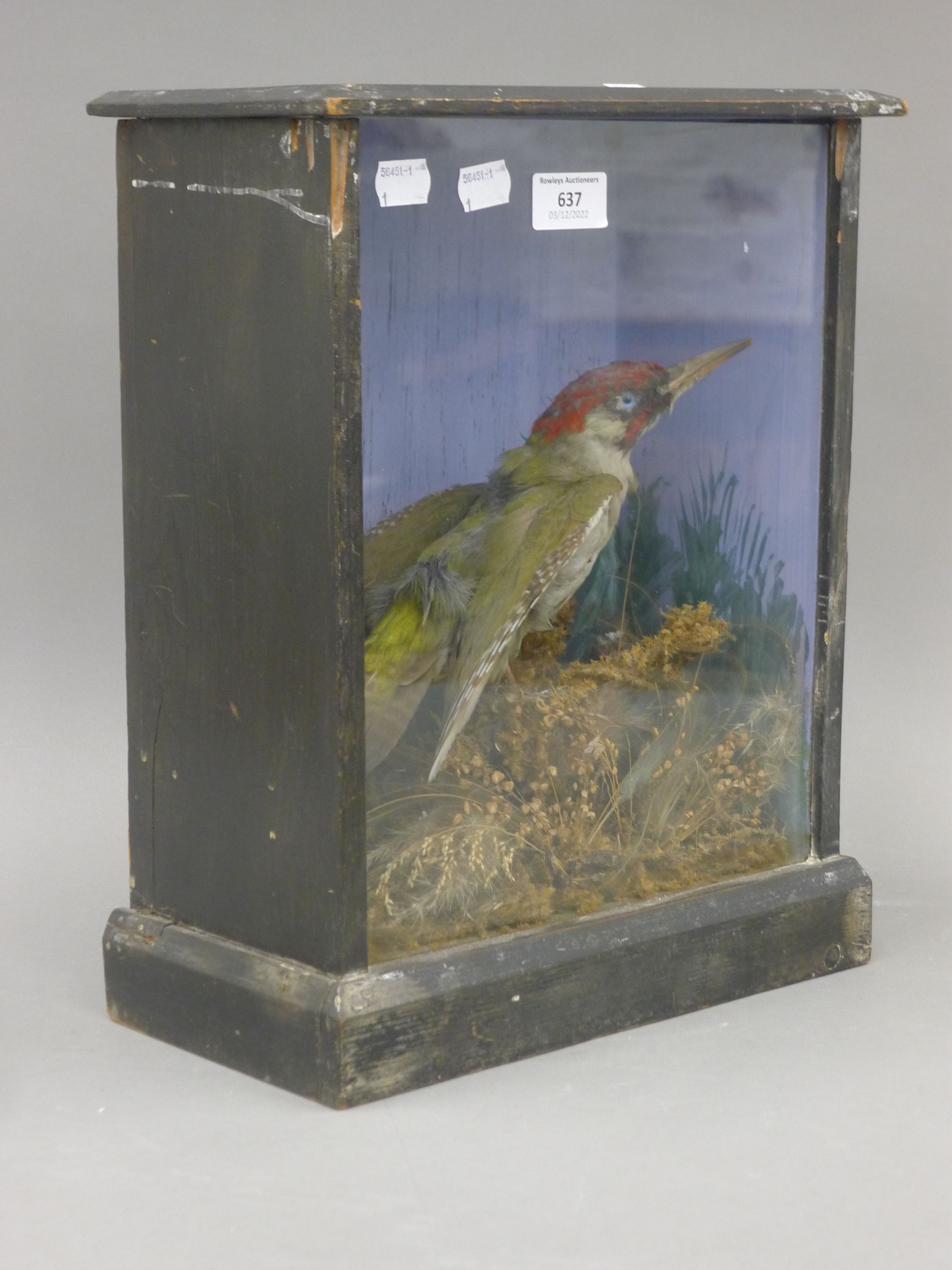 A taxidermy specimen of a preserved Green woodpecker (Picus viridis) in a wooden and glazed case. - Image 3 of 4