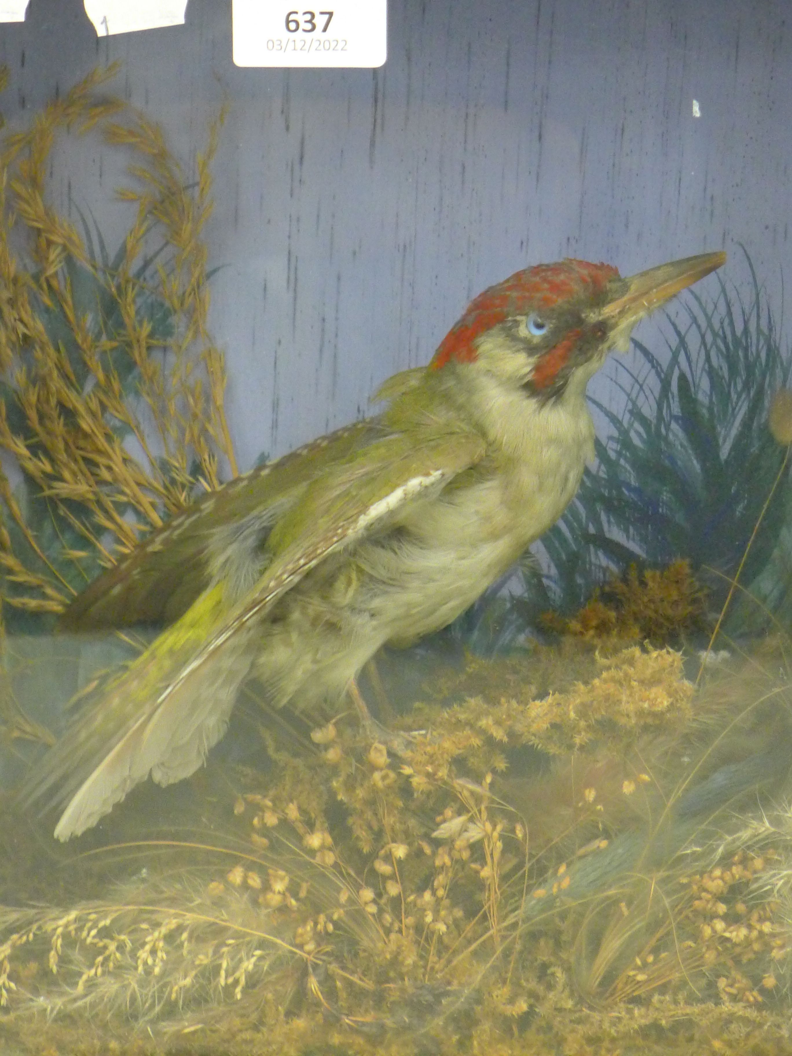 A taxidermy specimen of a preserved Green woodpecker (Picus viridis) in a wooden and glazed case. - Image 2 of 4