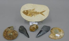 A quantity of various fossils, including a fish, a cut and polished ammonite,