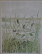 ALAN GRABHAM, Sea Holly, limited edition print, numbered 6/10, signed in pencil to margin,