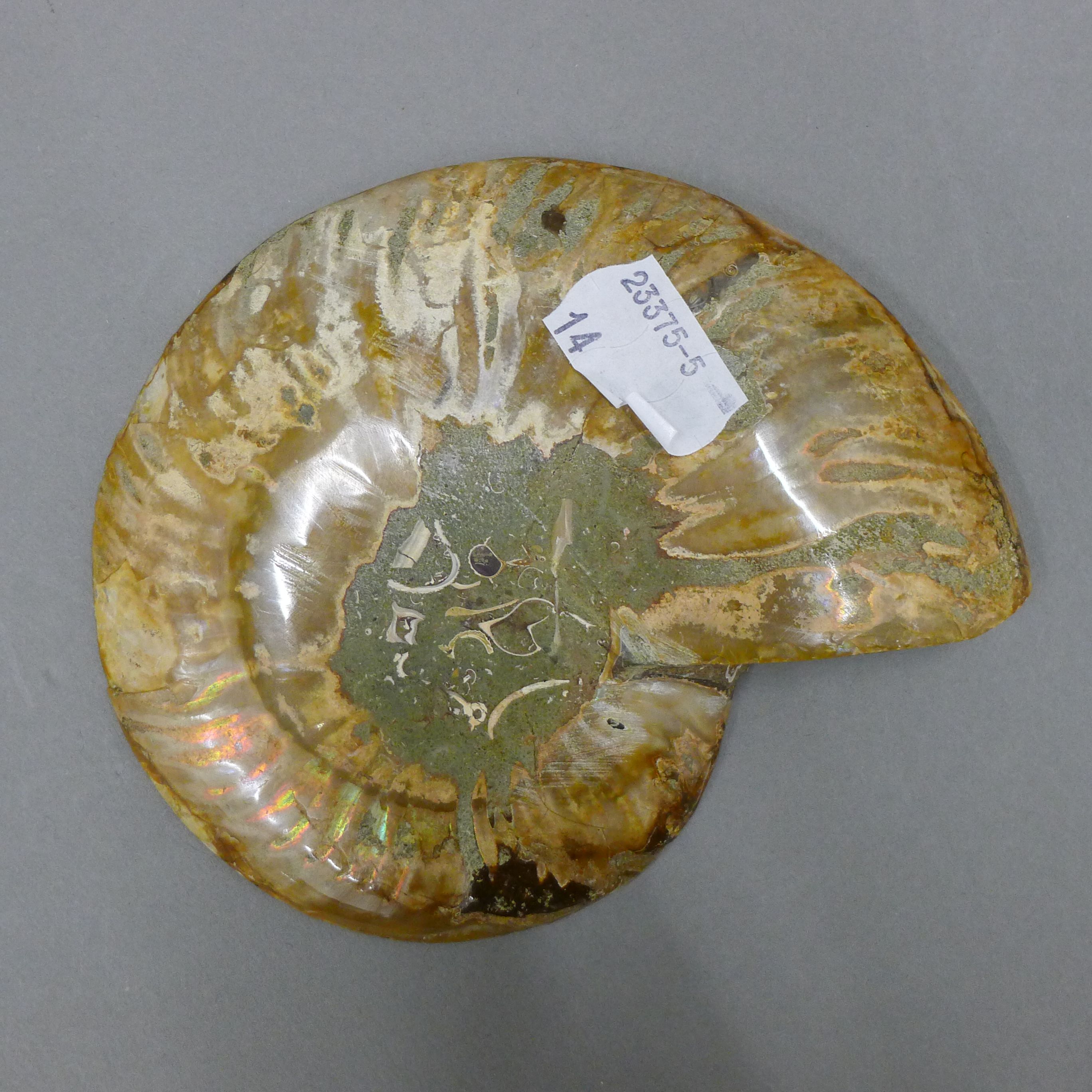 A quantity of various fossils, including a fish, a cut and polished ammonite, - Image 5 of 12