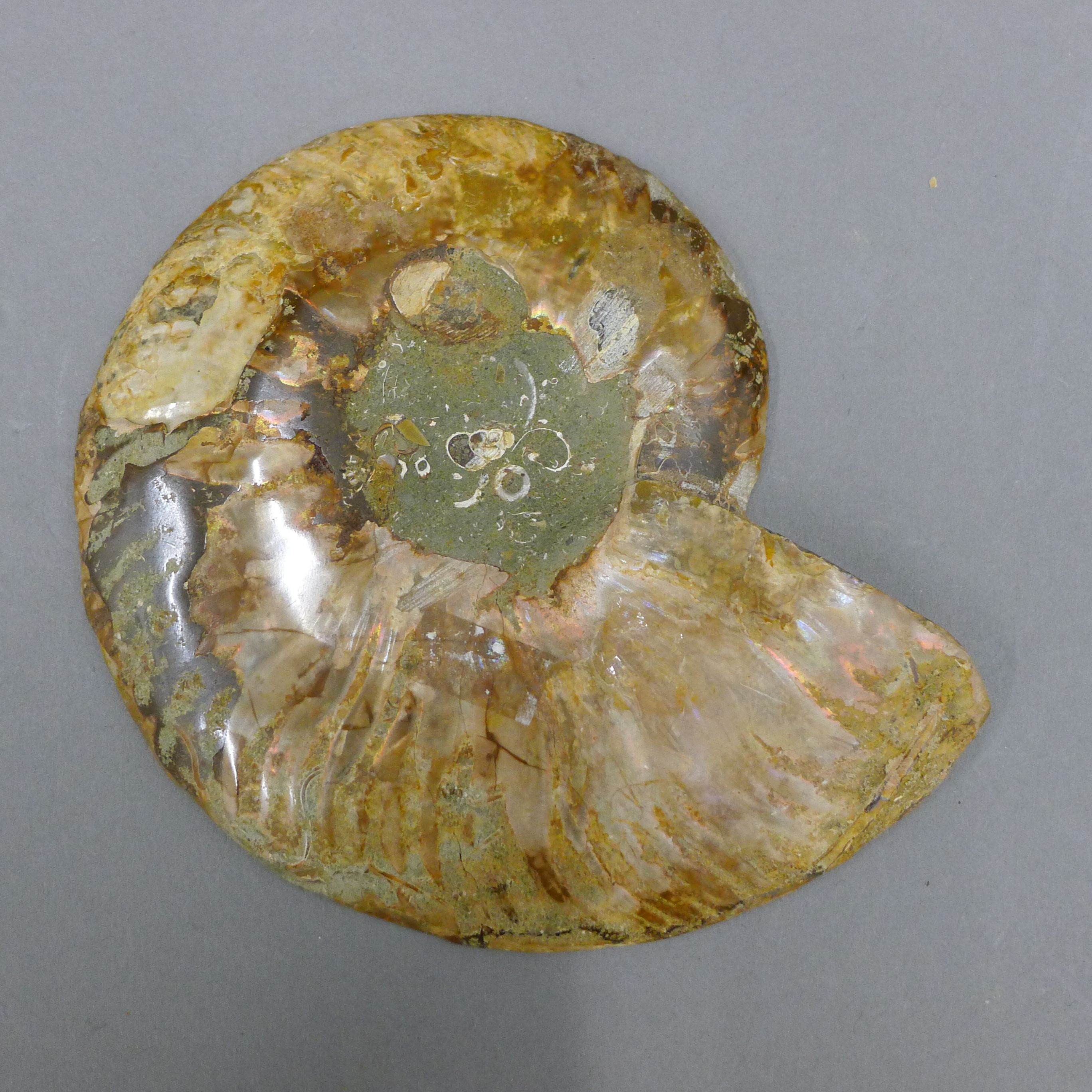 A quantity of various fossils, including a fish, a cut and polished ammonite, - Image 7 of 12