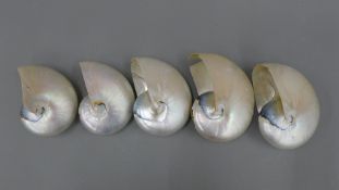 Five Nautilus shells.