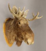 A preserved taxidermy specimen of a European moose head, mounted on an oak shield. 70 cm wide.